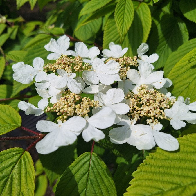 Viburnum plicatum 'Saint Keverne'