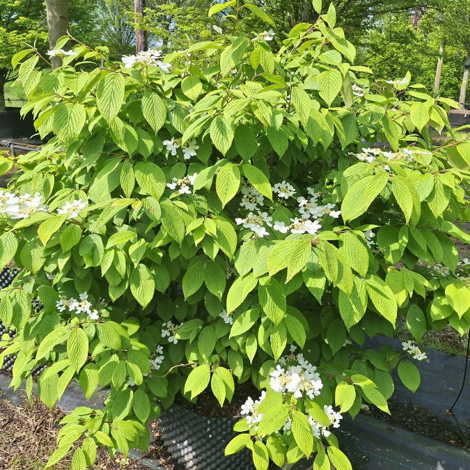 Viburnum plicatum 'Saint Keverne'