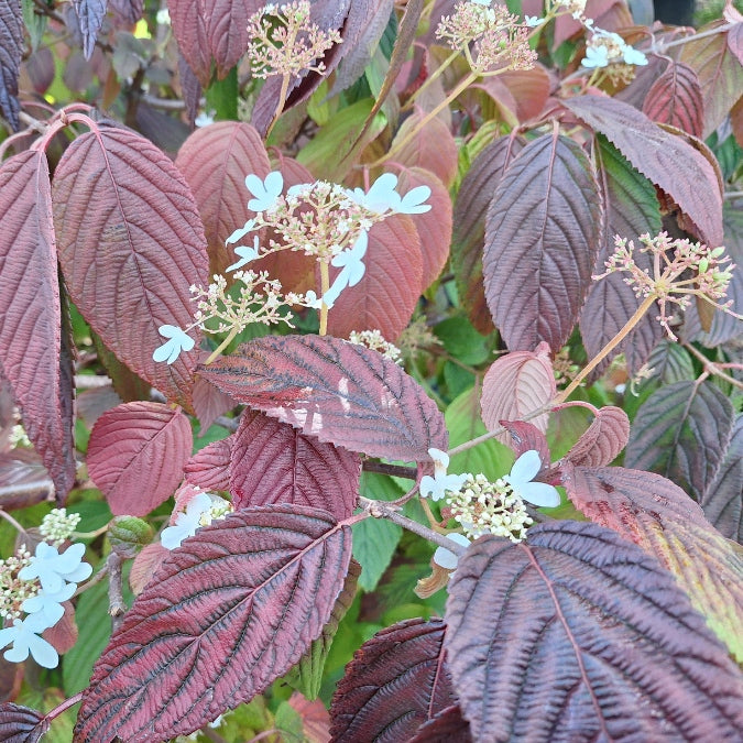 Viburnum plicatum 'Saint Keverne'