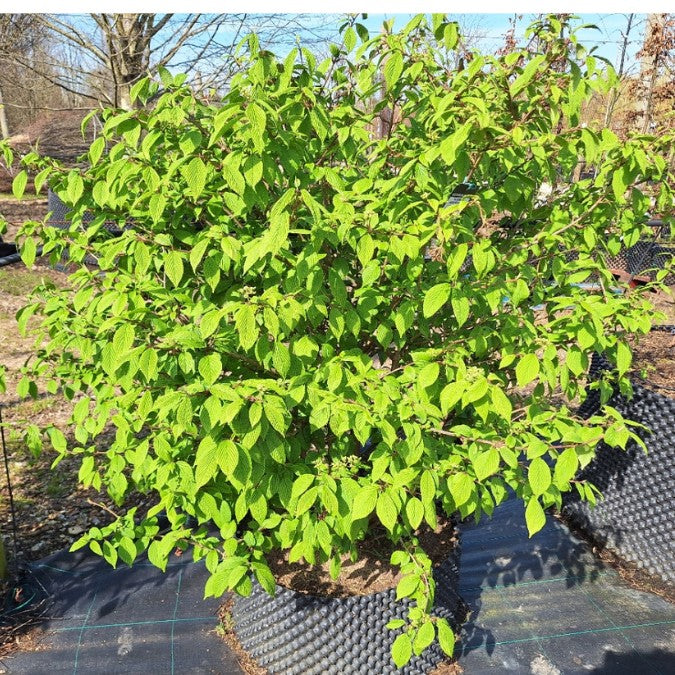 Viburnum plicatum 'Saint Keverne'