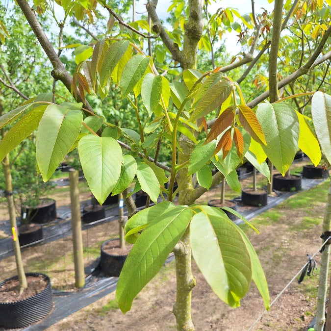 Juglans regia 'Mars'
