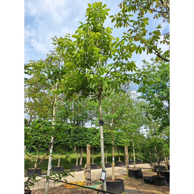 Juglans regia 'Mars'