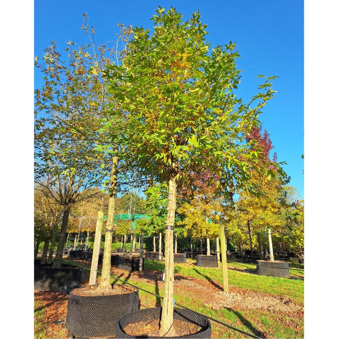 Platanus orientalis f. digitata