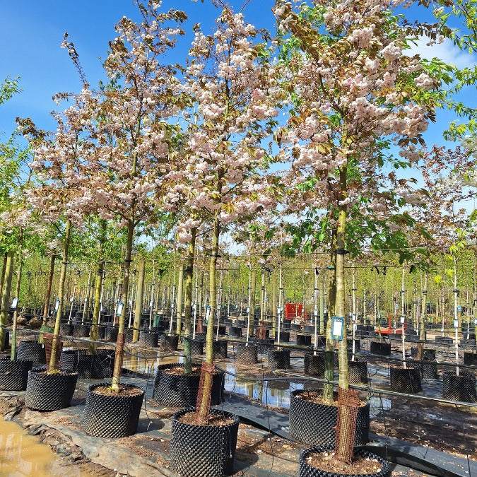 Prunus serrulata 'Fugenzo'