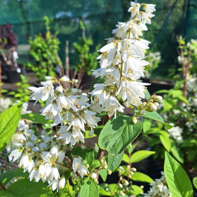 Deutzia x magnifica