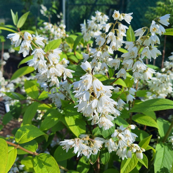 Deutzia x magnifica