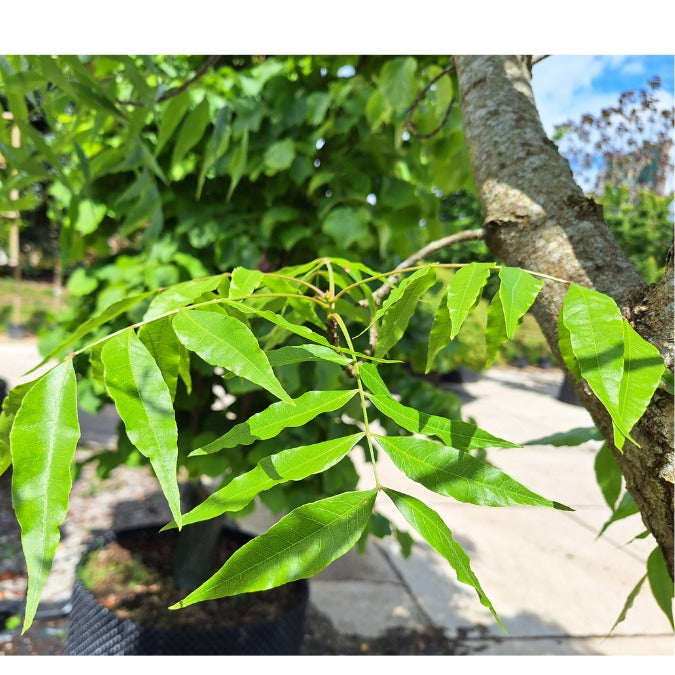 Pistacia chinensis