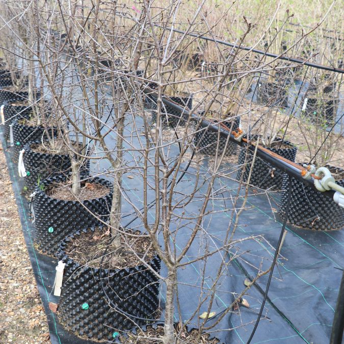 Rhamnus cathartica (Hedging)