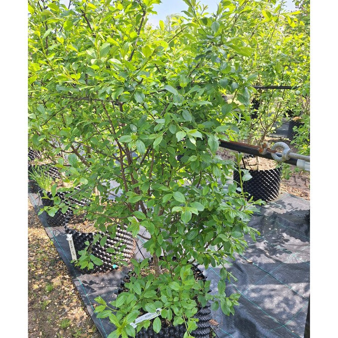 Rhamnus cathartica (Hedging)