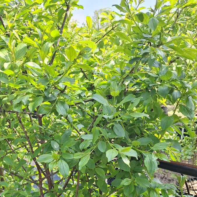 Rhamnus cathartica (Hedging)