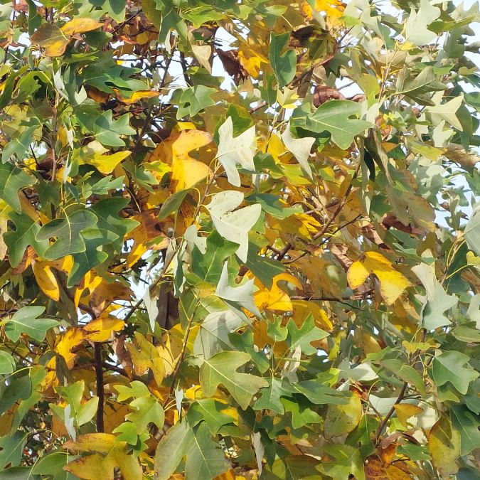 Liriodendron chinense