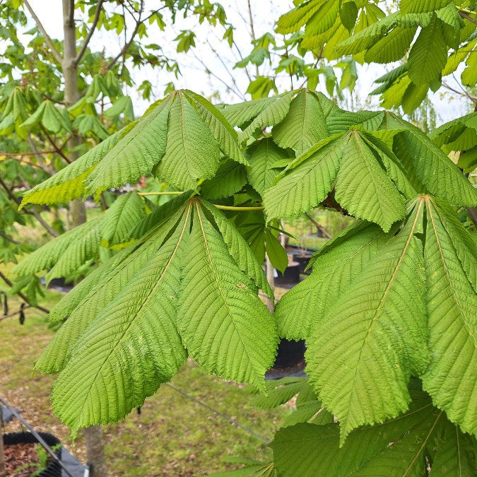 Aesculus turbinata
