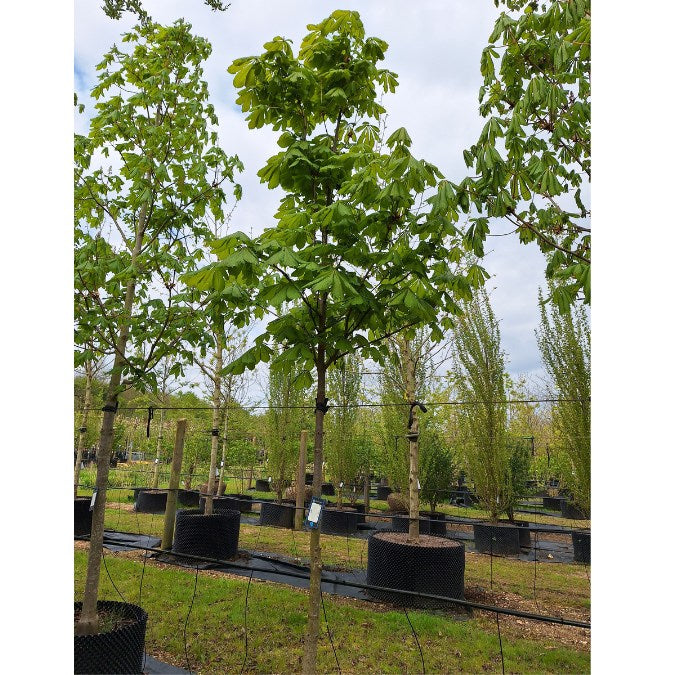 Aesculus turbinata