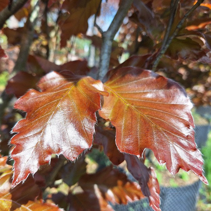 Fagus sylvatica 'Rohan Obelisk'