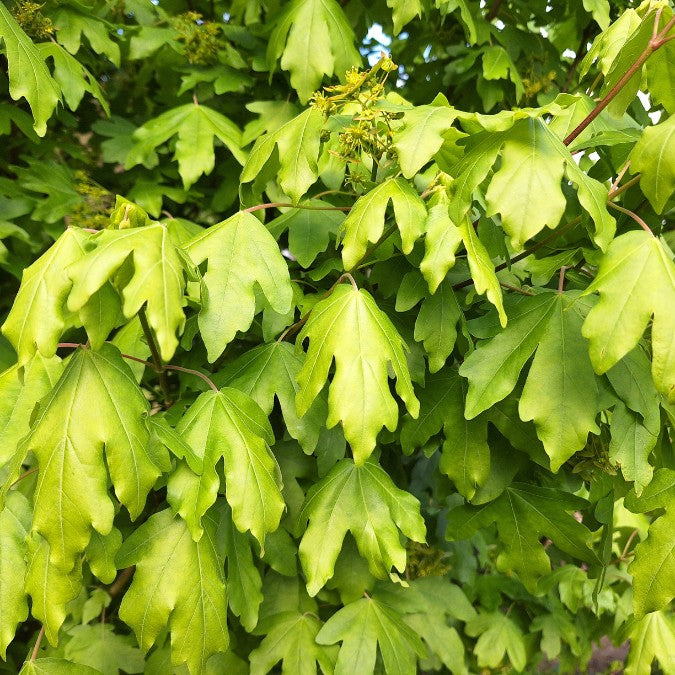 Acer campestre 'Anny's Globe'