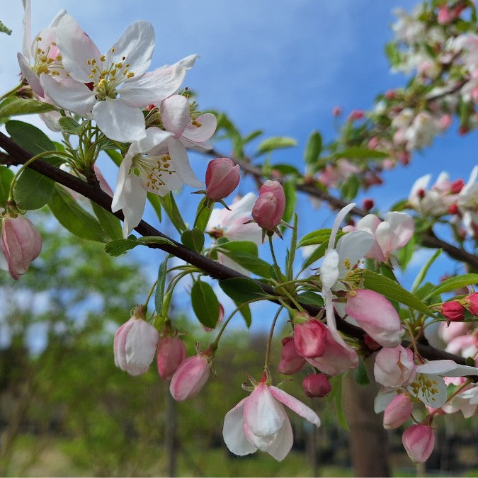 Malus 'Sugar Tyme'