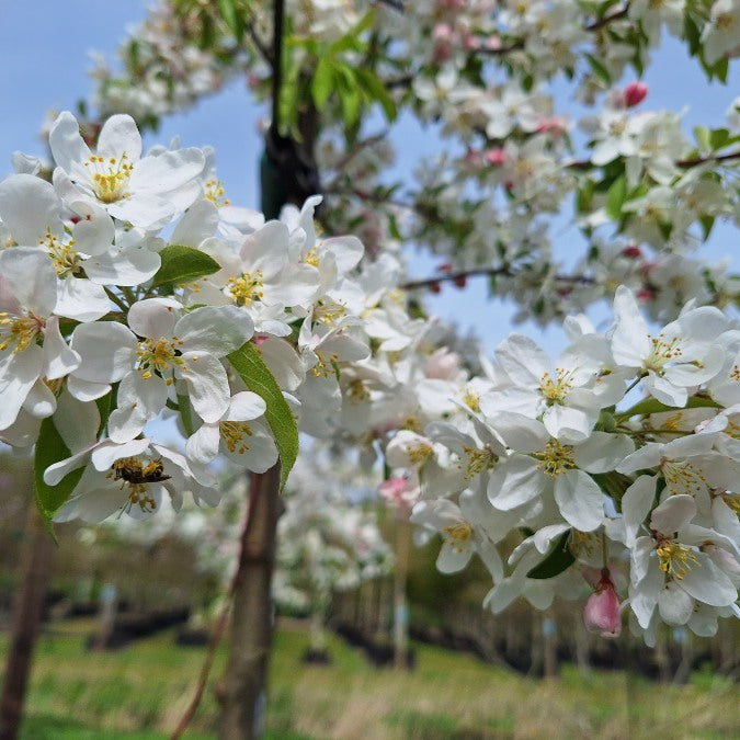 Malus 'Sugar Tyme'