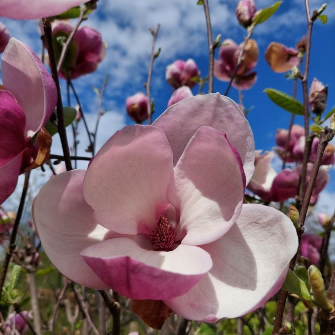 Magnolia x soulangeana 'Lennei'
