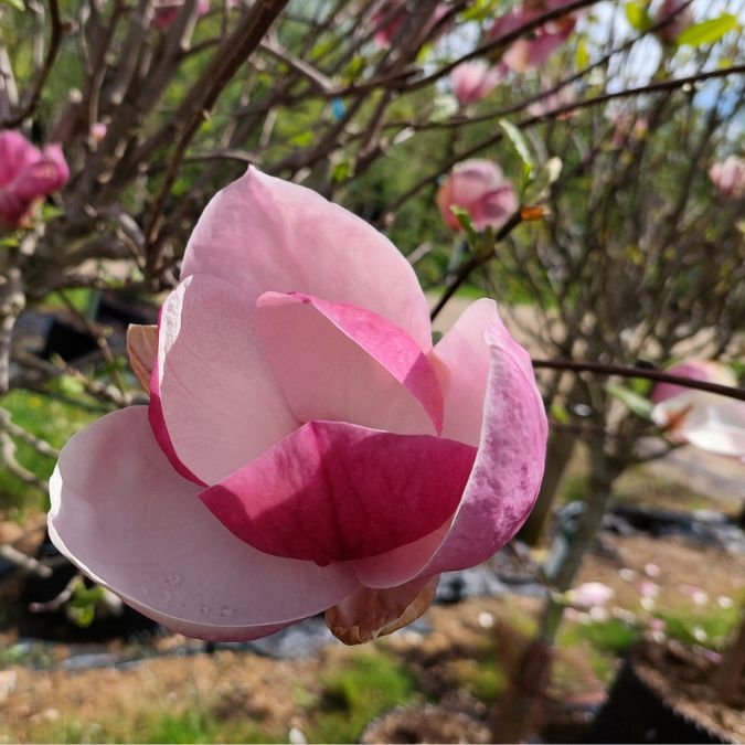 Magnolia x soulangeana 'Lennei'