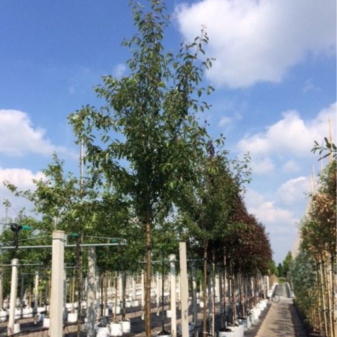 Malus hupehensis 'Arie Mauritz'