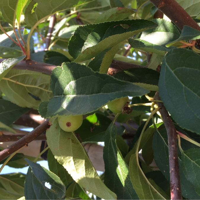 Malus hupehensis 'Arie Mauritz'