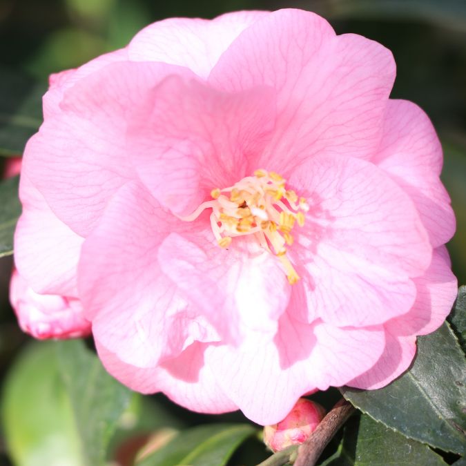 Camellia 'Spring Festival'