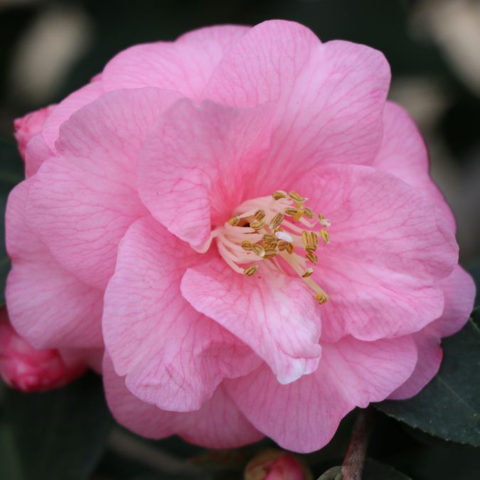 Camellia 'Spring Festival'