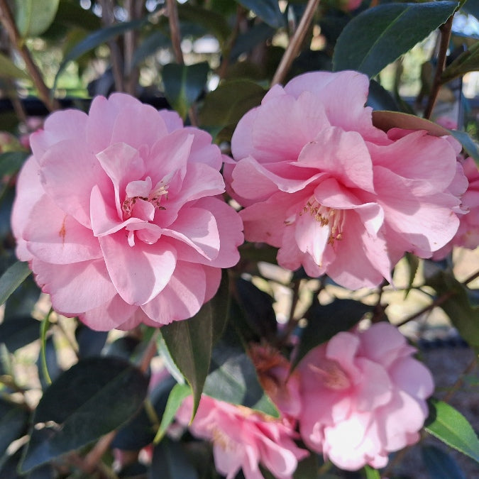 Camellia 'Spring Festival'