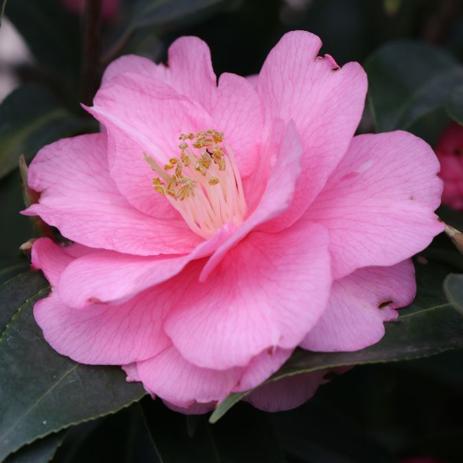 Camellia 'Spring Festival'