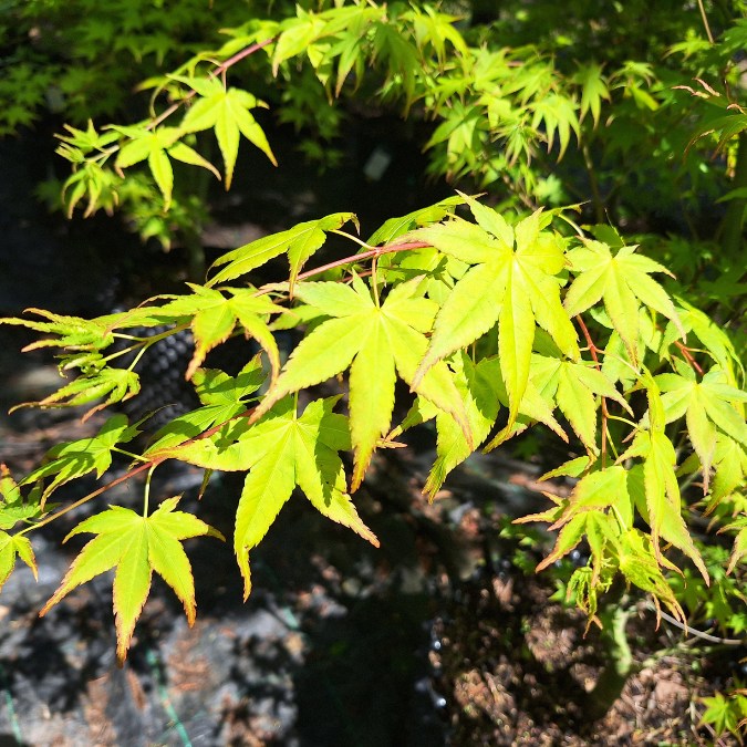 Acer palmatum 'Aureum'