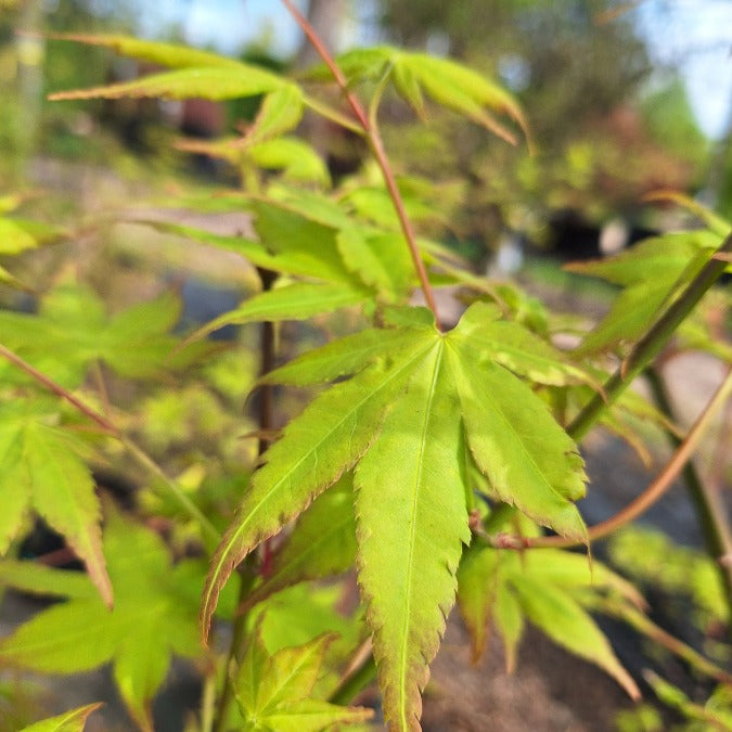 Acer palmatum 'Aureum'