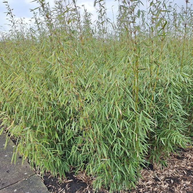 Fargesia nitida 'Great Wall'