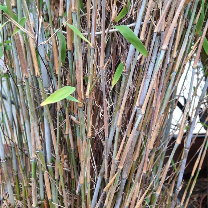 Ilex crenata 'Hetzii'