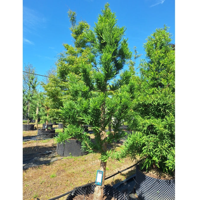 Taxodium distichum 'Pévé Minaret'