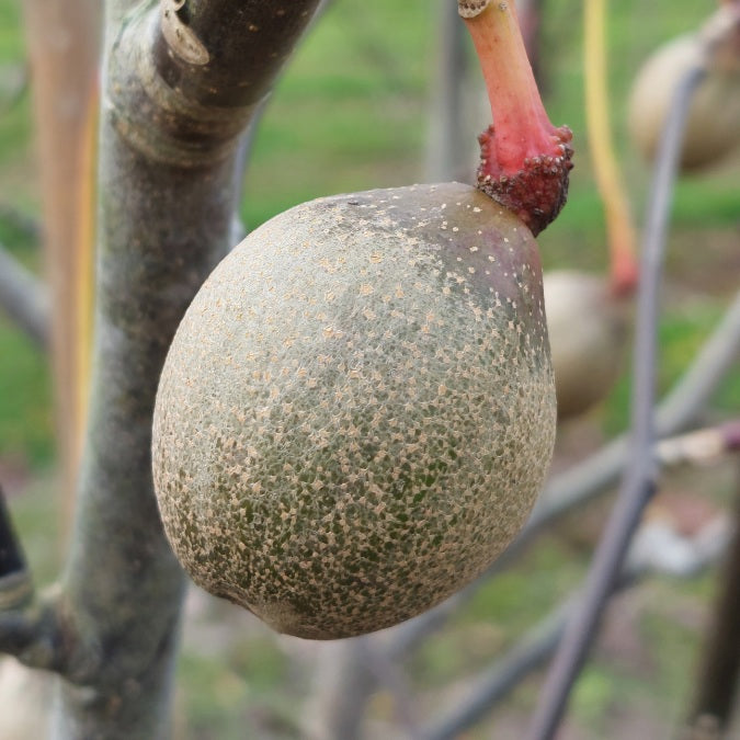 Davidia involucrata 'Sonoma'