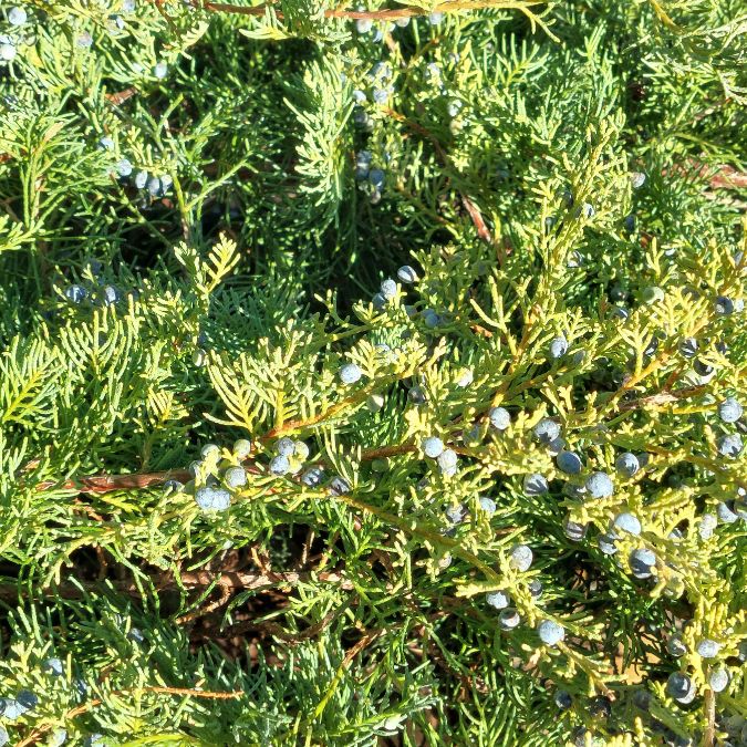 Juniperus virginiana 'Hetzii'