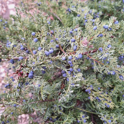 Juniperus virginiana 'Hetzii'