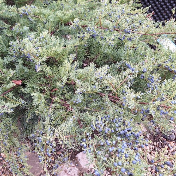 Juniperus virginiana 'Hetzii'