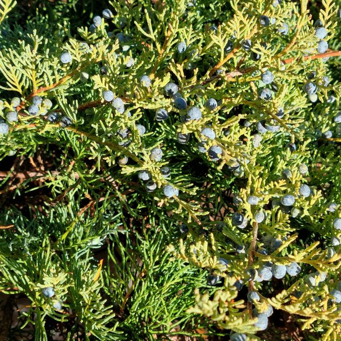 Juniperus virginiana 'Hetzii'