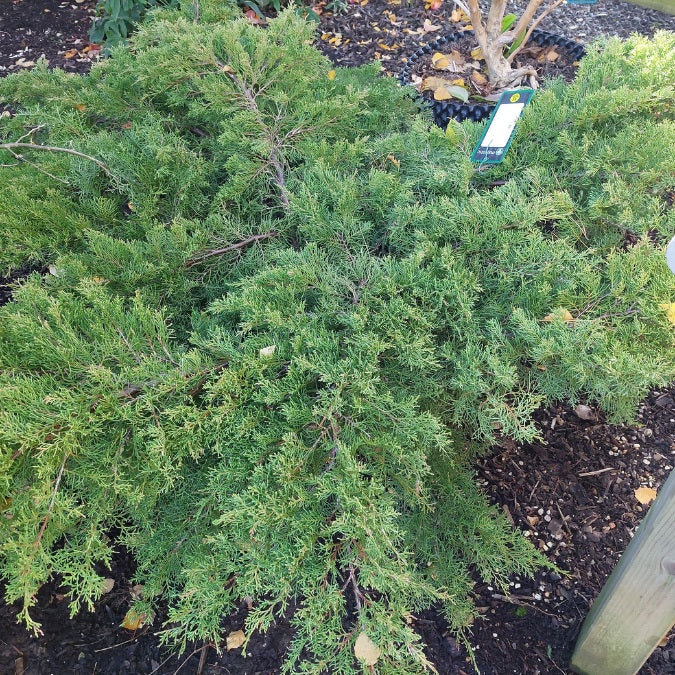 Juniperus x pfitzeriana 'Wilhelm Pfitzer'