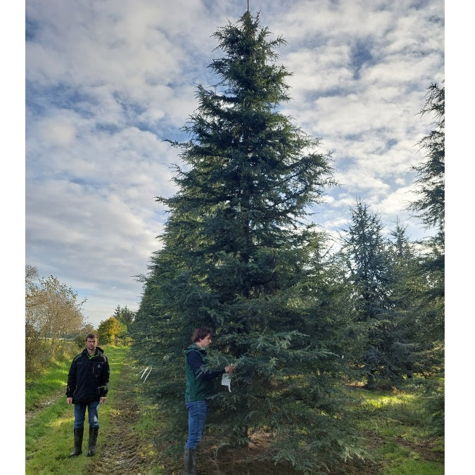 Cedrus deodara 'Robusta Glauca'