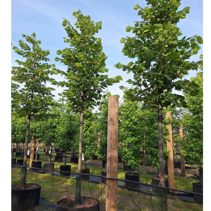 Tilia americana 'Nova'