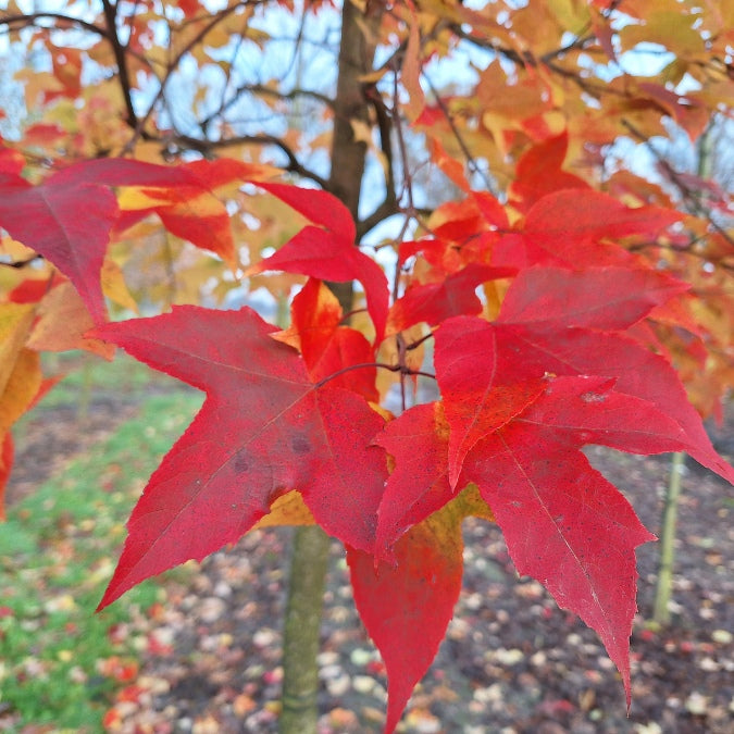 Liquidambar formosana 'Ellen'