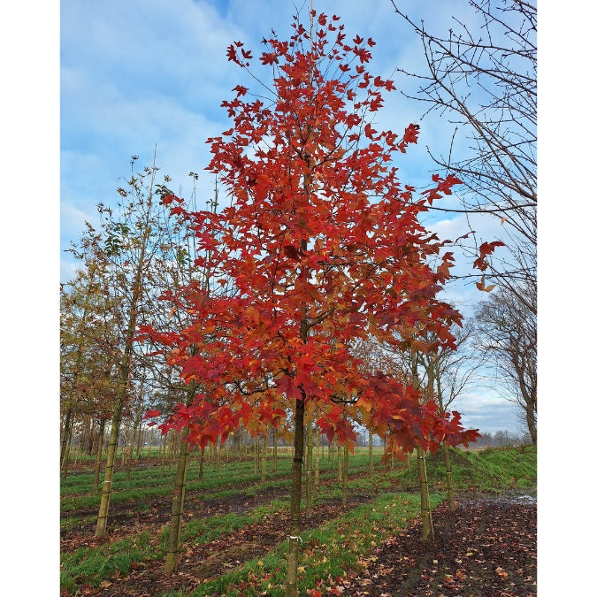 Liquidambar formosana 'Ellen'