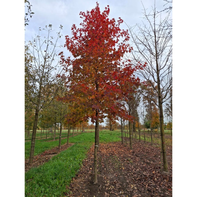 Liquidambar formosana 'Ellen'