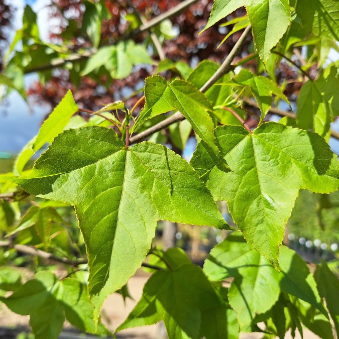 Liquidambar formosana 'Ellen'