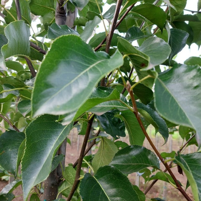 Pyrus calleryana 'Redspire'