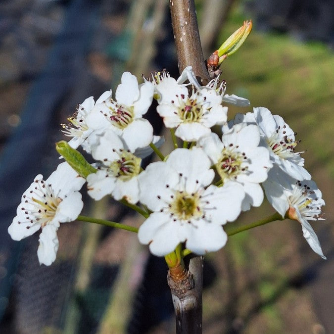 Pyrus calleryana 'Redspire'