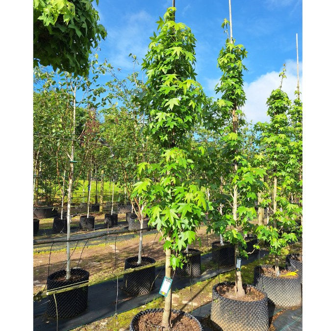 Liquidambar styraciflua 'Simone'