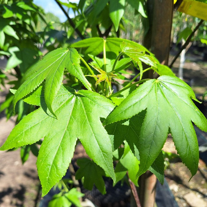 Liquidambar styraciflua 'Simone'